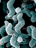 ARS Campylobacter jejuni wikicommons 636 70