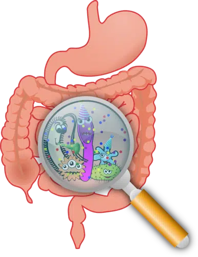 Gut bacteria pixabayClipArt e1604558485619.png