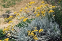 Helichrysum italicum 322 516