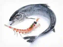 Krill or fish.jpg