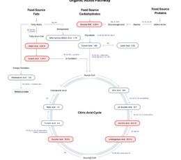 Organic Acids Metabolomic Mapping Test