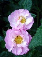 Rosa centifolia 790 543