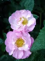 Rosa centifolia 790 543.jpg