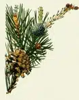 green conifer needle.gif