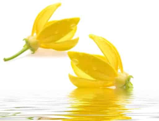 Ways to Use Ylang Ylang Essential Oil