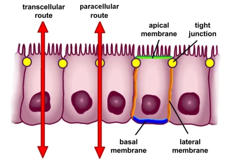 Selective permeability routes in epithelium.png 1