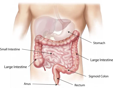 Digestive system Image by bodymybody from Pixabay.png 1