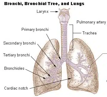 Illu bronchi lungs2.jpg 1