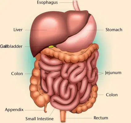 Digestive organsjpg 1.png