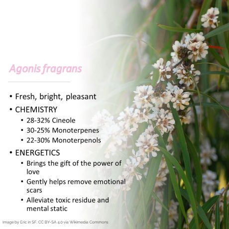 Fragonia-energetics-plant-image