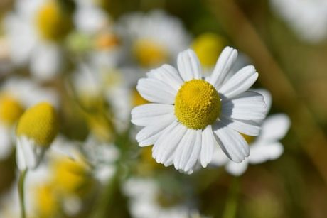 chamomile-flower