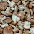 Shiitake Organic Mushroom Powder High Beta-glucans