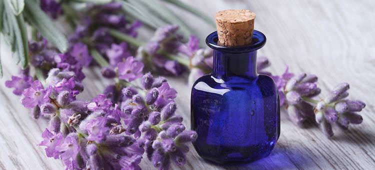 Rich earth essential oils_lavender fine